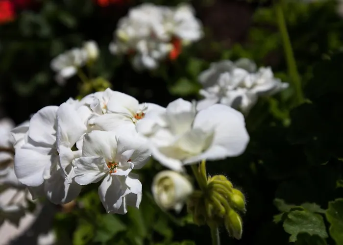 Meet & Greet- With Terrace And Sea View *