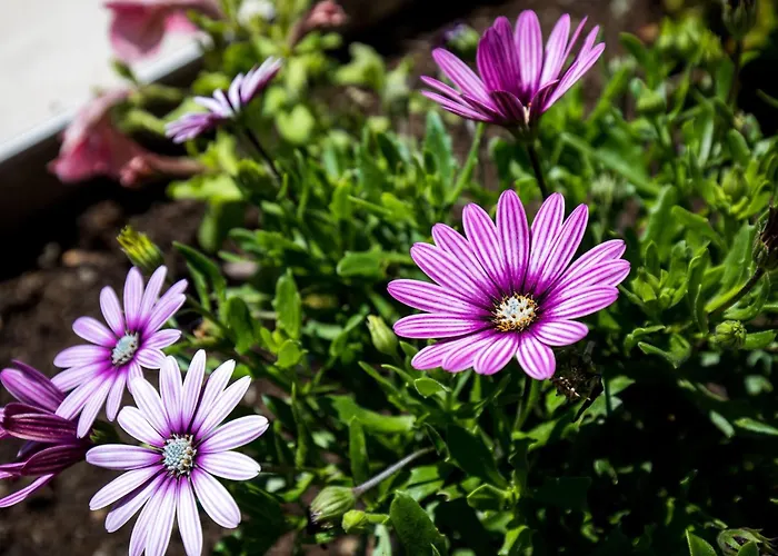 Meet & Greet- With Terrace And Sea View Апартаменты *