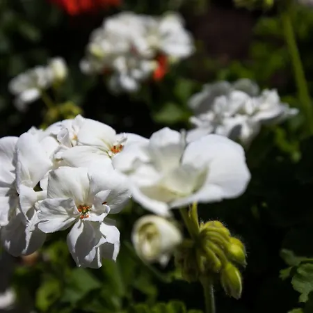 Meet & Greet- With Terrace And Sea View *