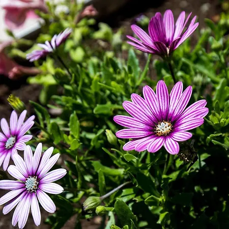 Meet & Greet- With Terrace And Sea View شقة *